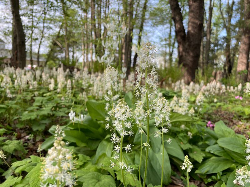 Foamflower Does Not Recreate The Summer Display Foamflower Does Not Recreate The Summer Display