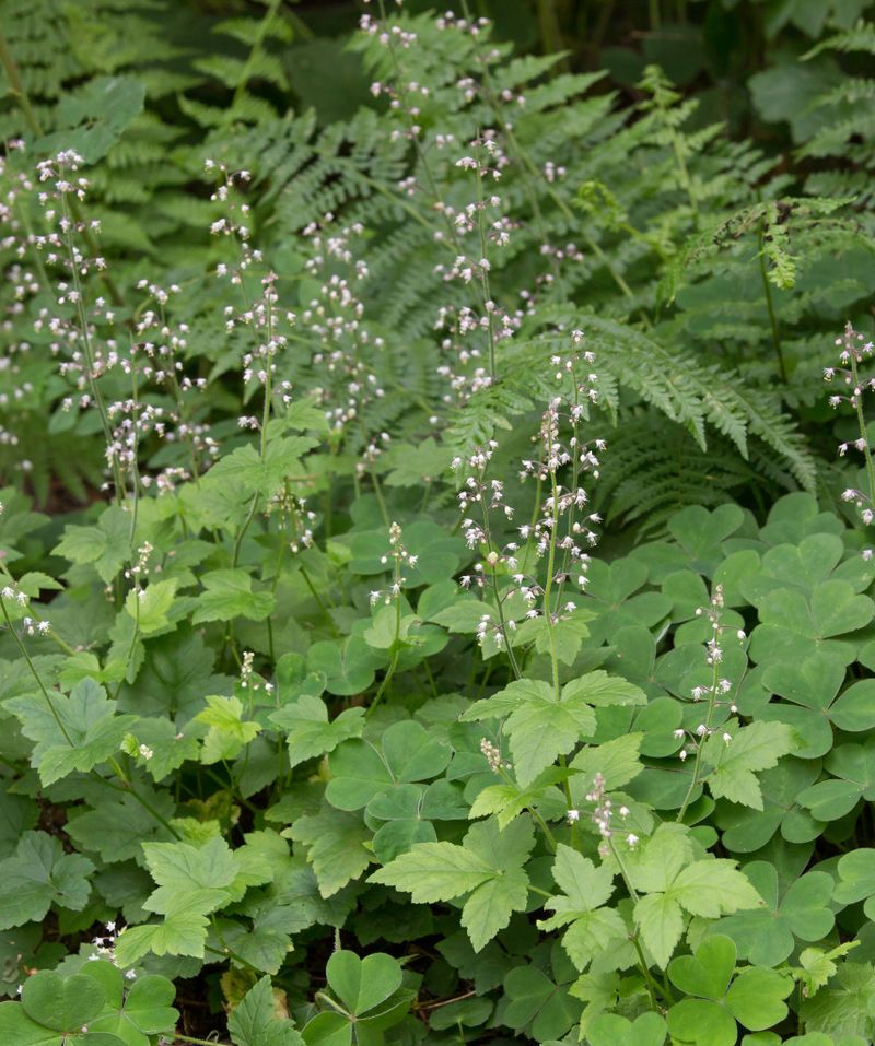 Foamflower Giving Hostas A Native Run For Their Money Foamflower Giving Hostas A Native Run For Their Money