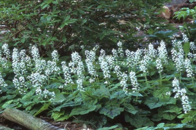 Foamflower Lights Up The Woodland Edge