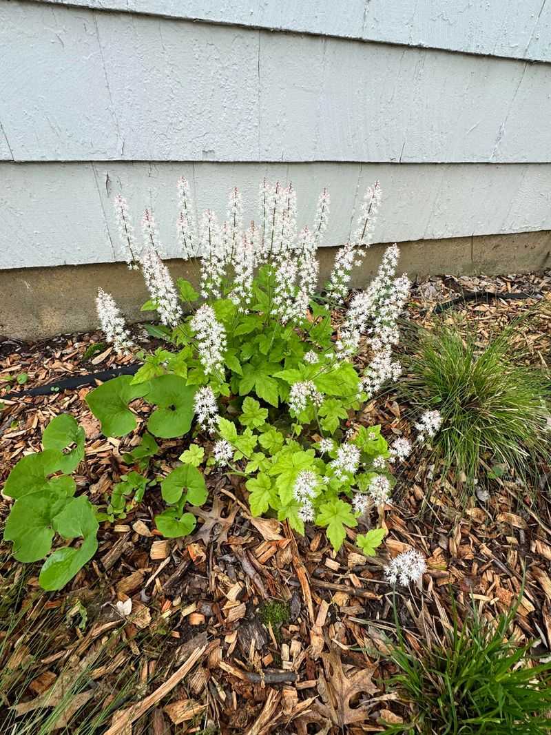 Foamflower Softens Shady Barrel Corners Foamflower Softens Shady Barrel Corners