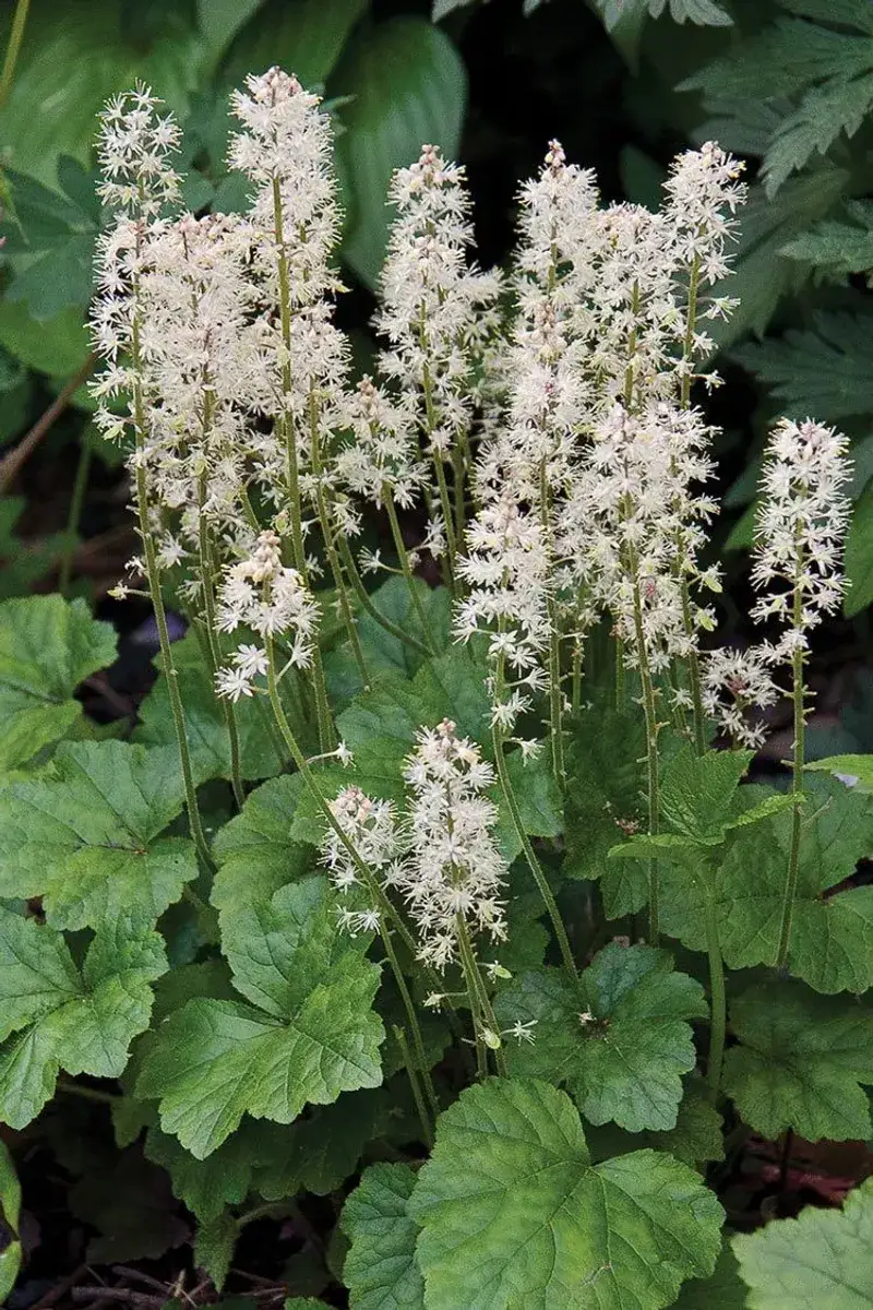 Foamflower Threads Through Woodland Gaps Foamflower Threads Through Woodland Gaps