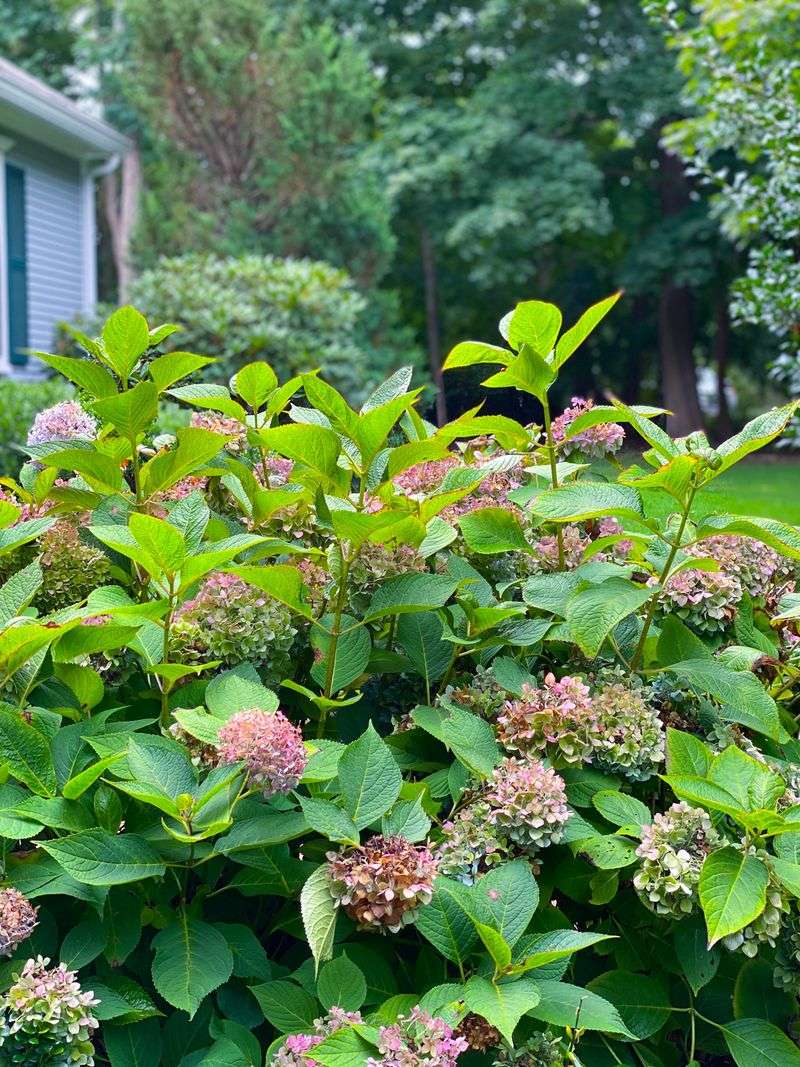 Focus On Healthy Growth For The Rest Of Summer