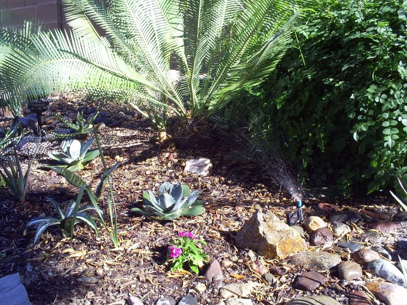 Focus On Proper Watering During The Heat Warning