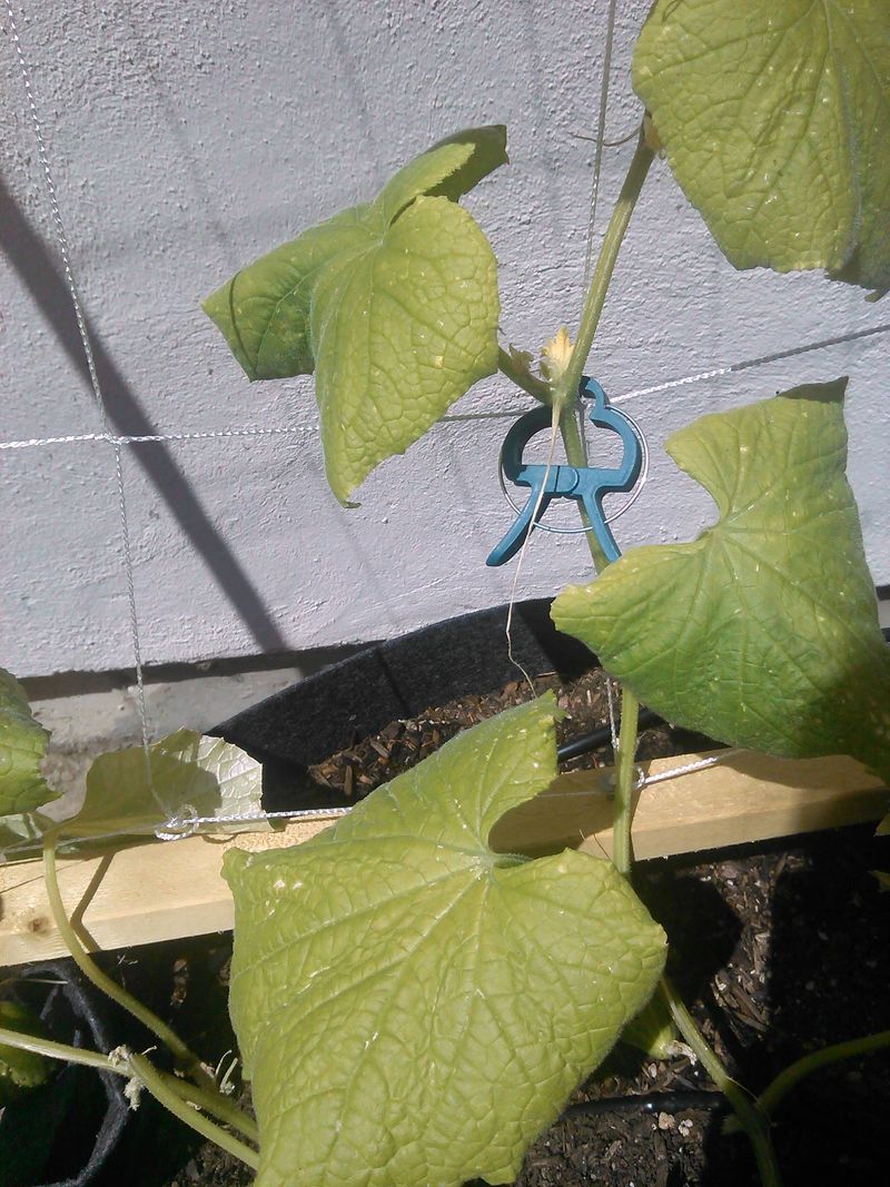 Focus On Removing Damaged And Yellowing Leaves First