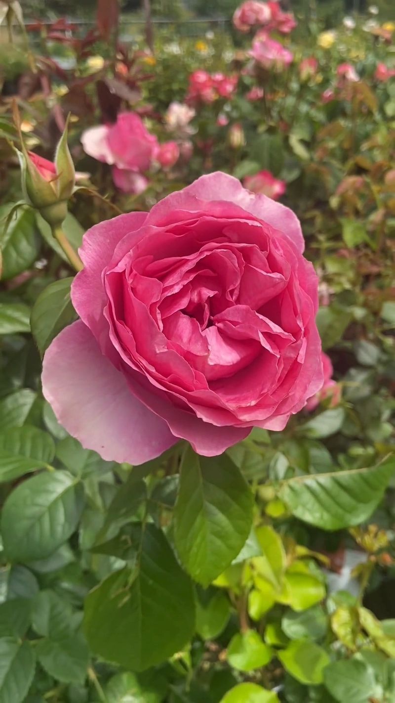 Focus On Repeat-Blooming Roses