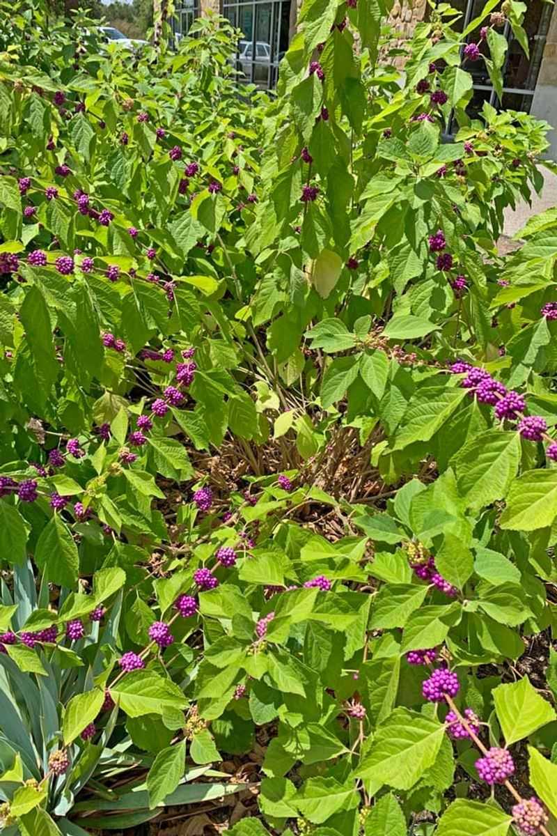 Focus On The Mosquito-Deterring Leaf Compounds