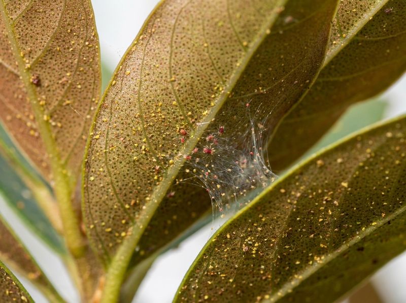 Foliage Is Developing A Bronze Or Bleached Appearance