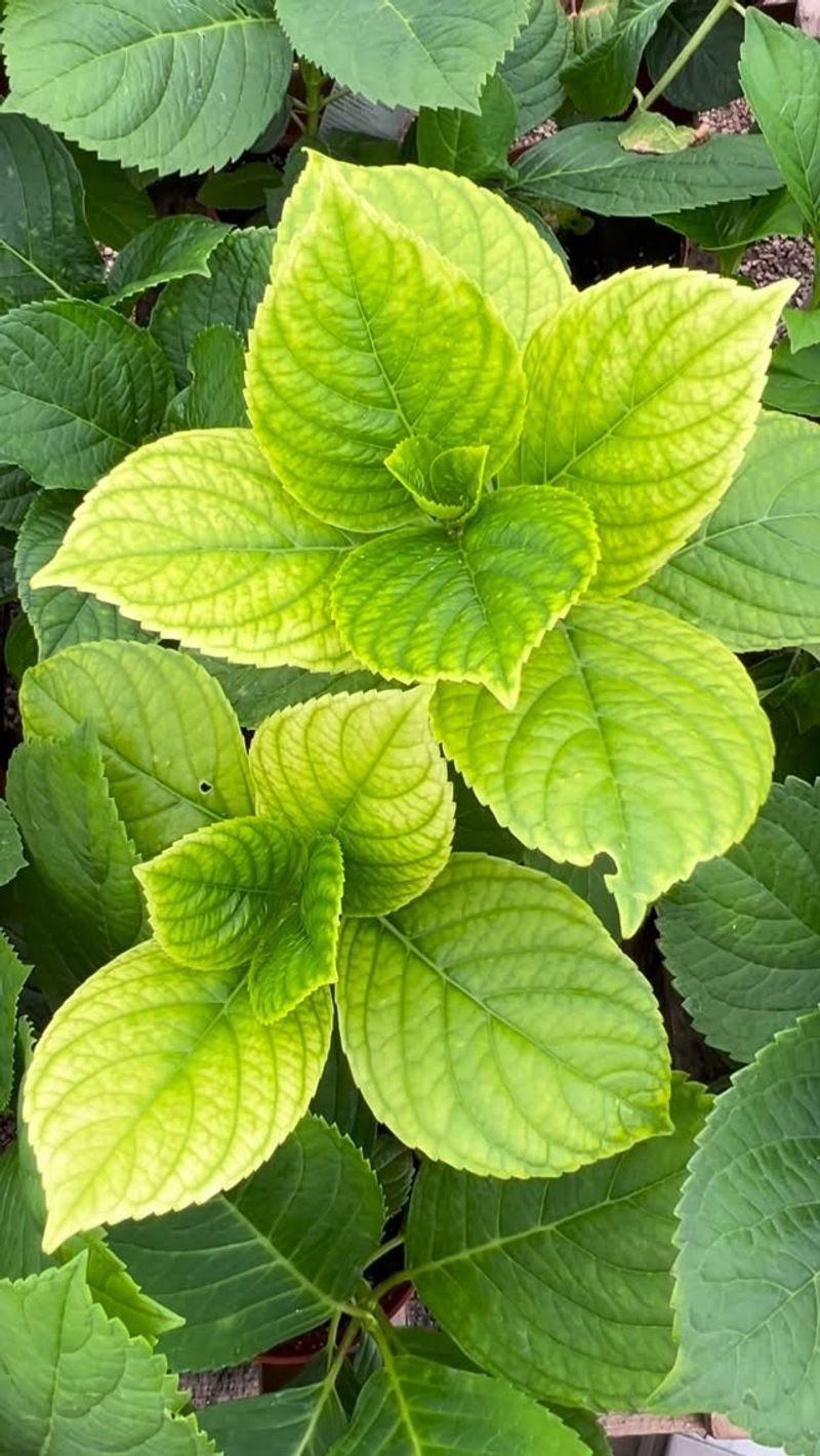 Foliar Sprays Bring Fast, Short-Term Relief