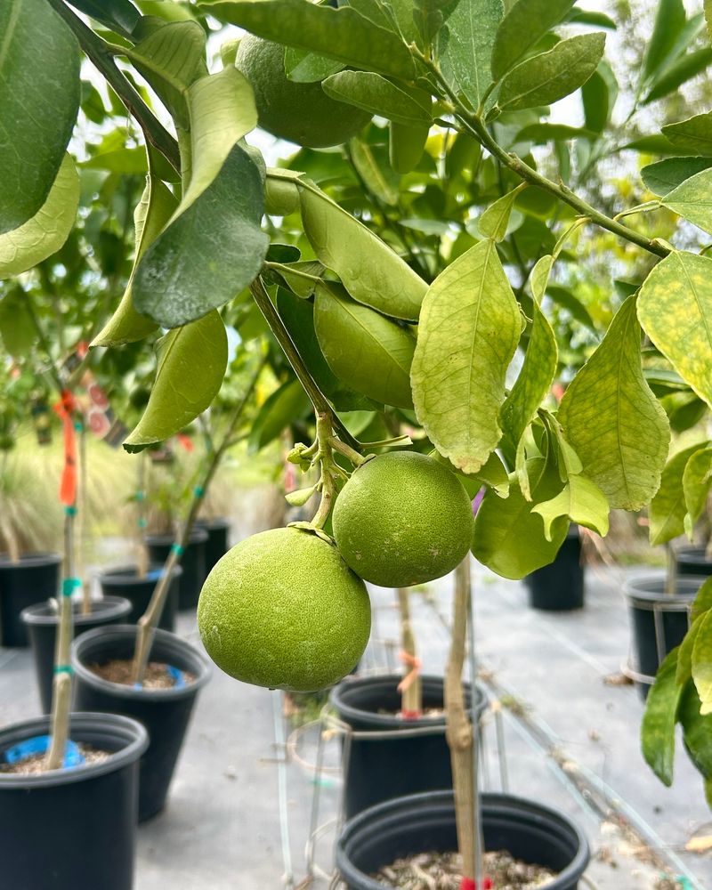 Follow Arizona Citrus Fertilizer Timing