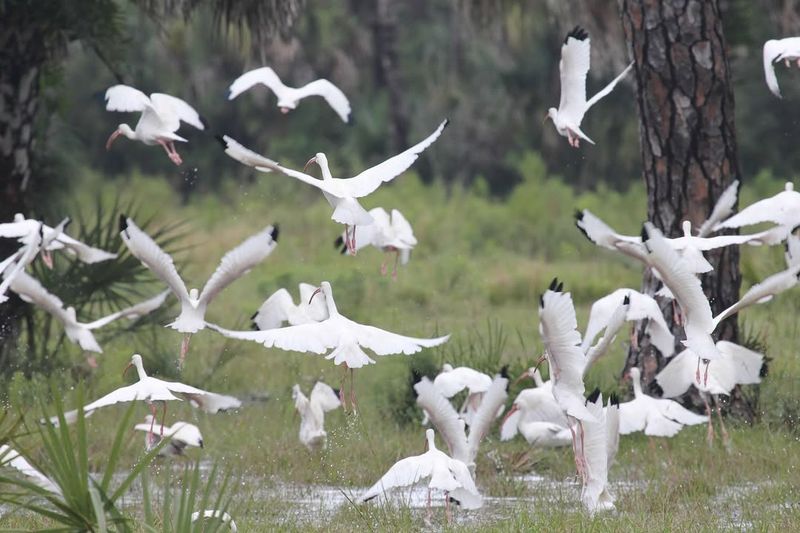 Follow The Flock To Freshly Flooded Feeding Spots