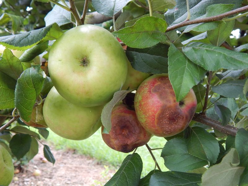 Follow The Fungicide Label Before Harvest