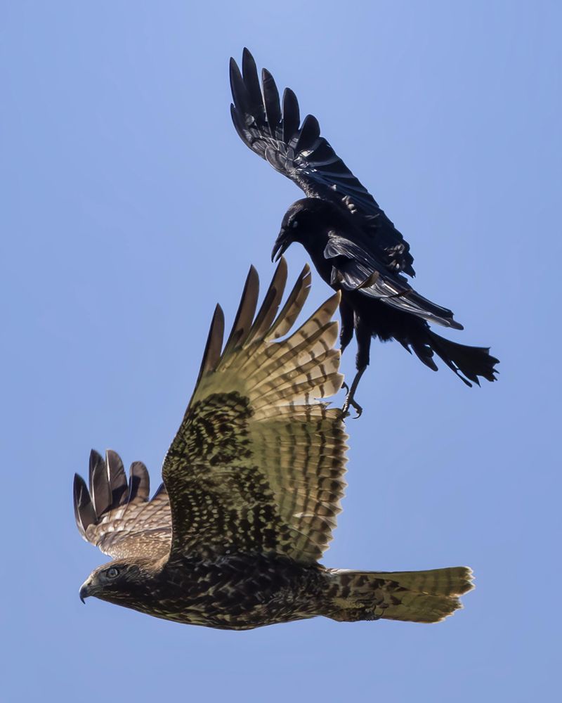 Follow The Noise To A Hawk Or Owl