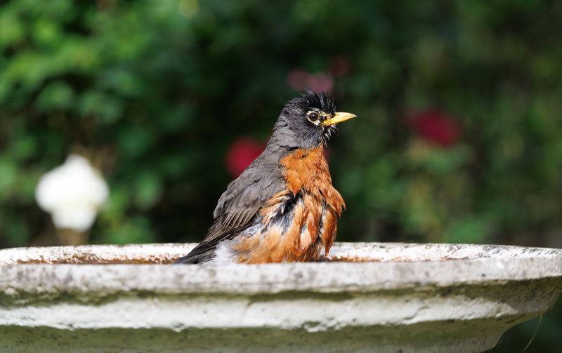Food And Water Sources Drawing Birds In