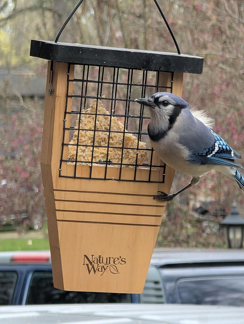 Food Competition At Feeders Sparks Aggressive Screaming Bouts