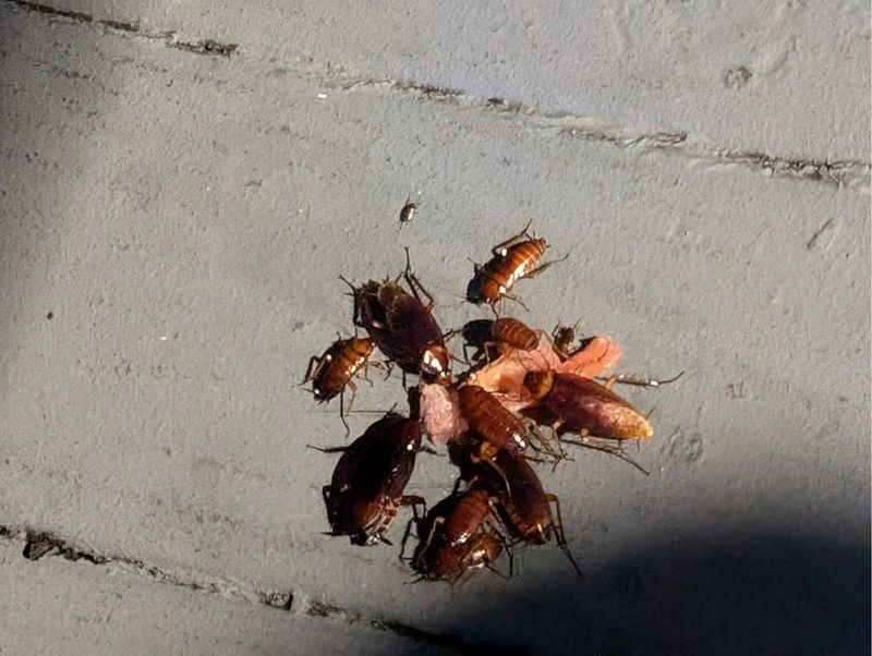 Food Crumbs Attract Roaches Even Faster