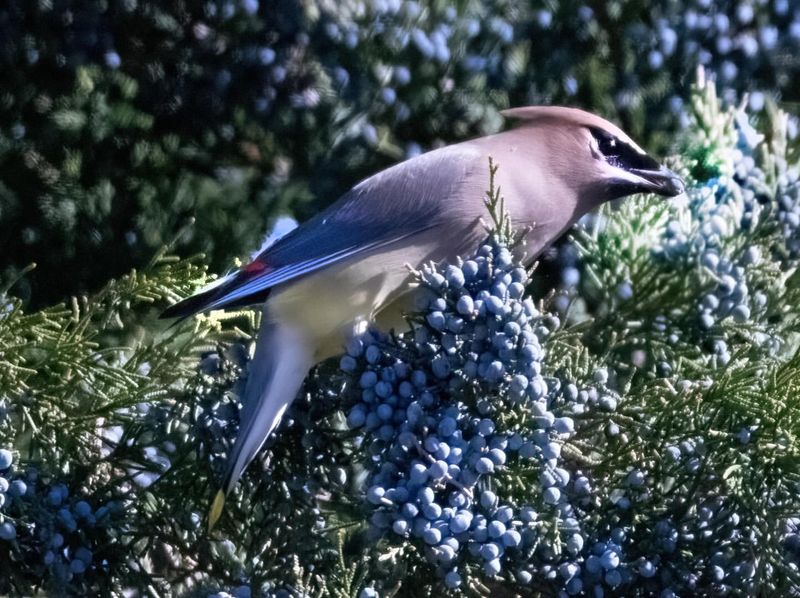 Food Is Only Part Of The Wildlife Value Food Is Only Part Of The Wildlife Value