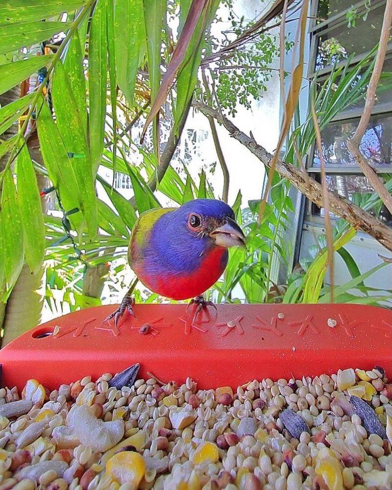 Food-Rich Yards Keep Painted Buntings Returning Food-Rich Yards Keep Painted Buntings Returning
