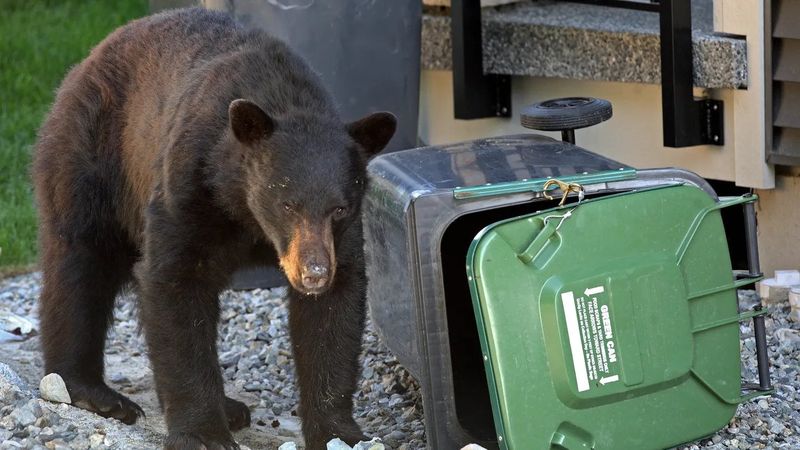 Food Sources That Attract Bears To Your Property
