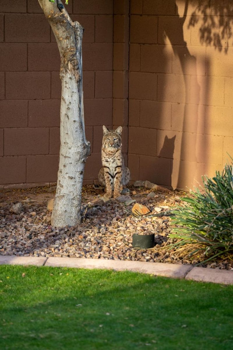 Food Water And Shade Can Bring Bobcats Closer