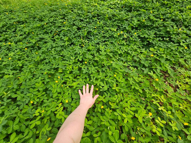 Foot Traffic It Can Handle Without Thinning Out Foot Traffic It Can Handle Without Thinning Out