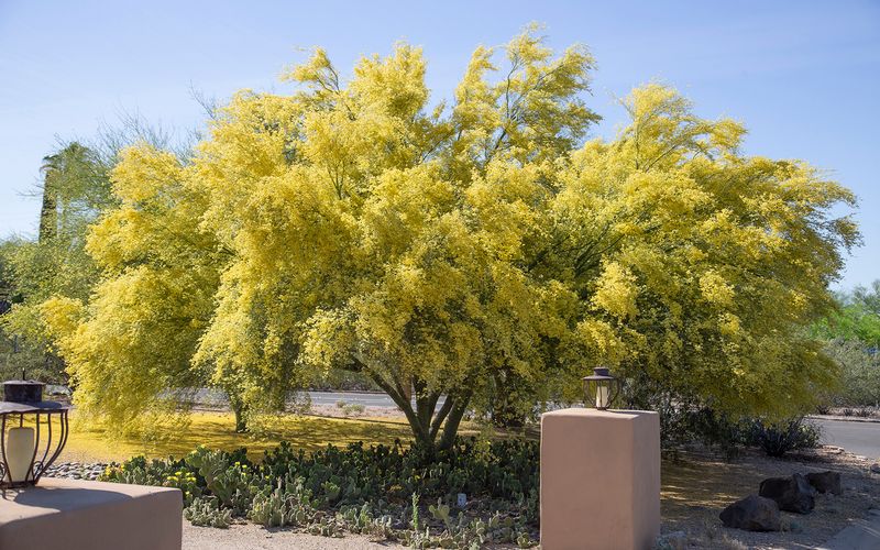 Foothill Palo Verde Needs Less Water Than African Sumac