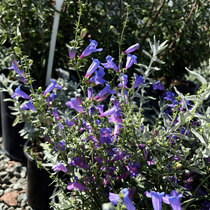 Foothill Penstemon Adds Color Without The Sprawl