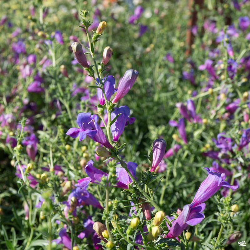 Foothill Penstemon Worth Buying Past Peak Bloom Foothill Penstemon Worth Buying Past Peak Bloom