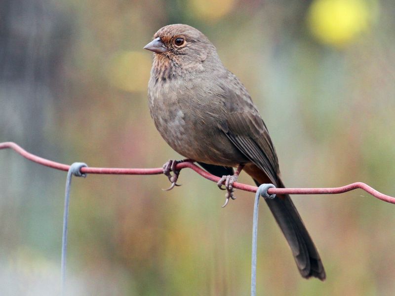 Foraging Instinct Drives Their Mulch-Kicking Behavior