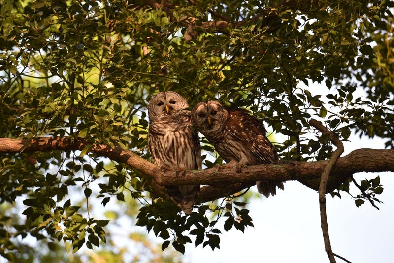 Forest Loss Moves Owls Toward Suburbs