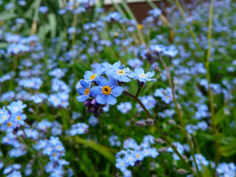 Forget-Me-Nots Colonize Shady Corners Fast