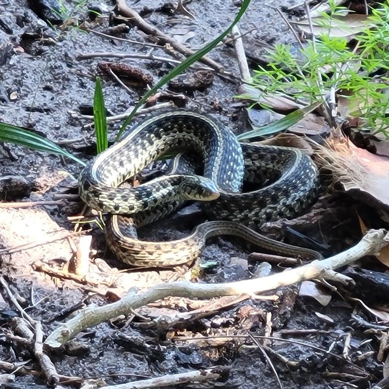 Forget Snake-Repelling Plants - Fix What Actually Attracts Them Forget Snake-Repelling Plants - Fix What Actually Attracts Them