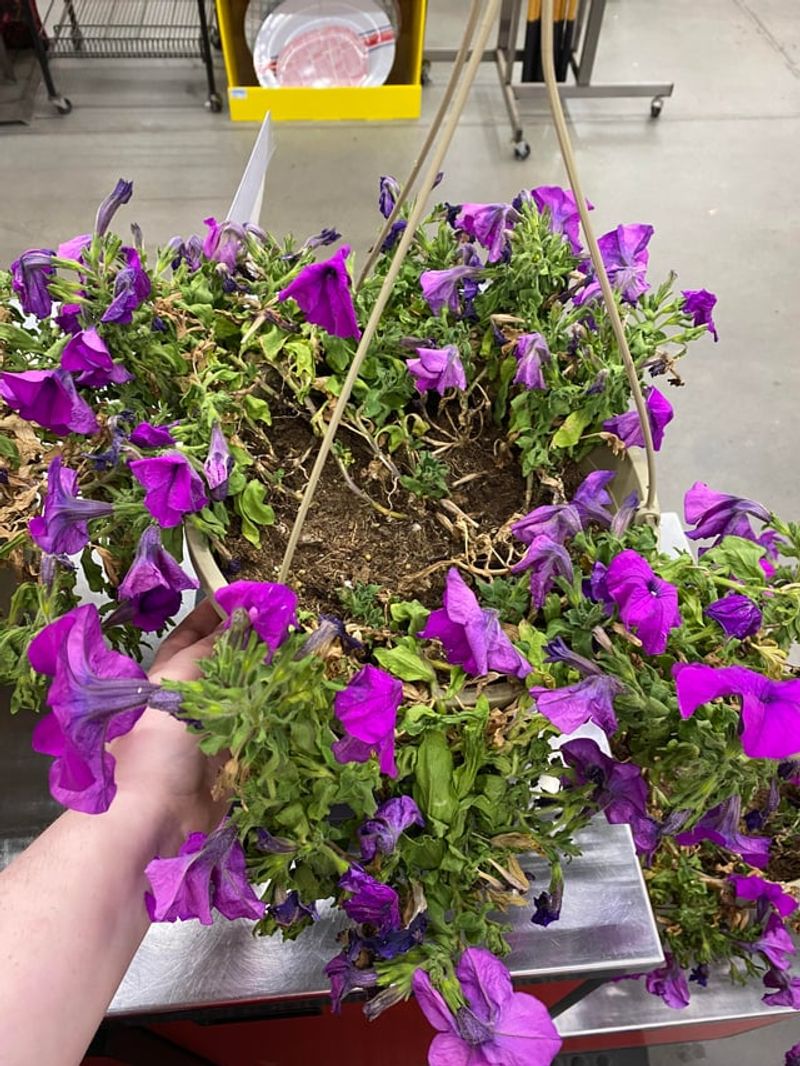 Forgetting Container Petunias Need More Frequent Feeding Forgetting Container Petunias Need More Frequent Feeding