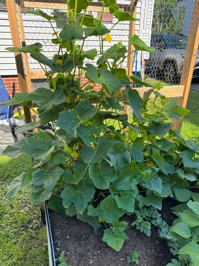 Forgetting Mulch While The Soil Bakes