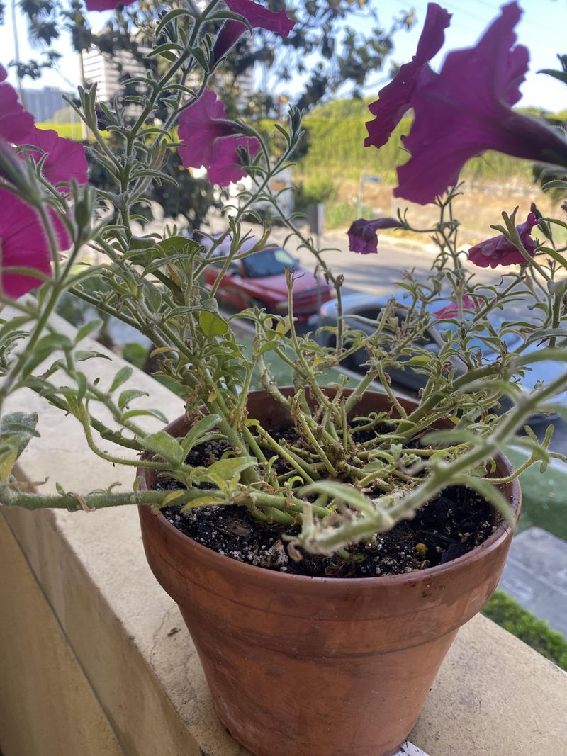Forgetting Small Pots Dry Out Much Faster