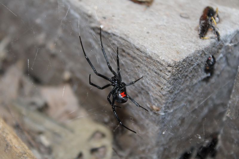 Forgetting To Seal Cracks Around Garages And Sheds Forgetting To Seal Cracks Around Garages And Sheds