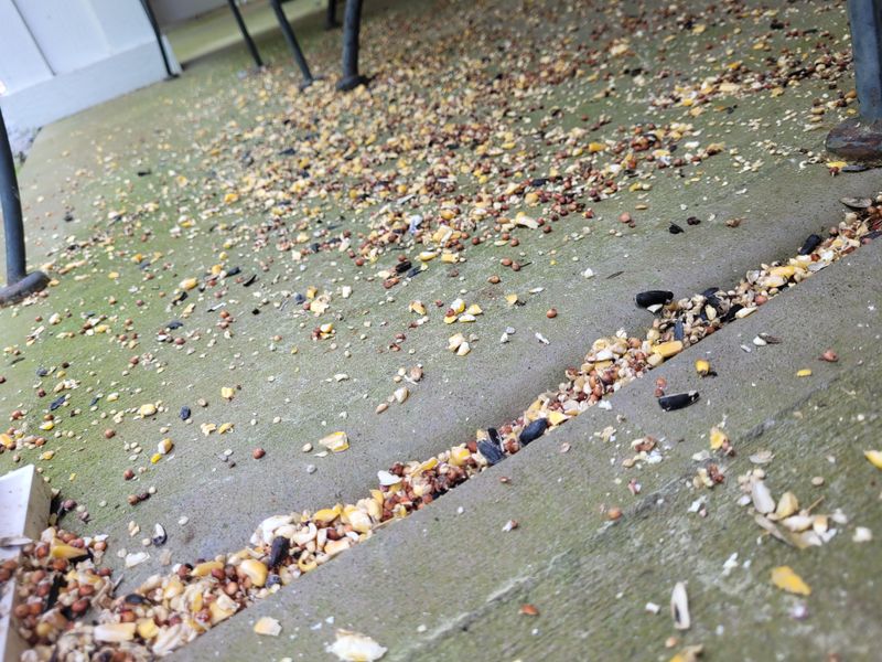 Forgetting To Sweep Around The Feeder Forgetting To Sweep Around The Feeder