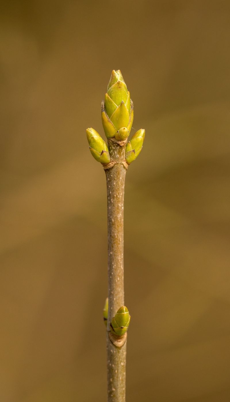 Forsythia Forms Buds Too Early To Cut Now