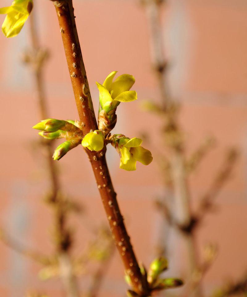 Forsythia Forms Next Year's Flowers On Older Wood