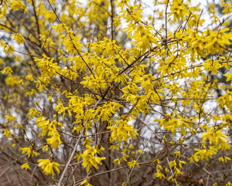 Forsythia Forsythia