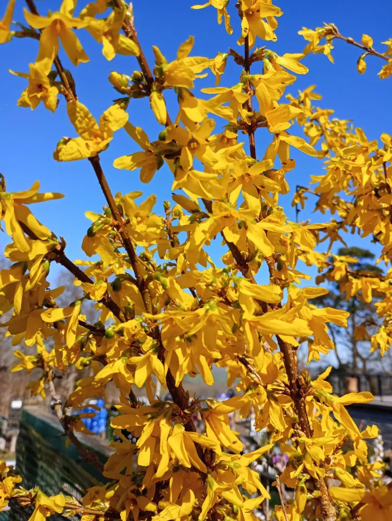 Forsythia Forsythia
