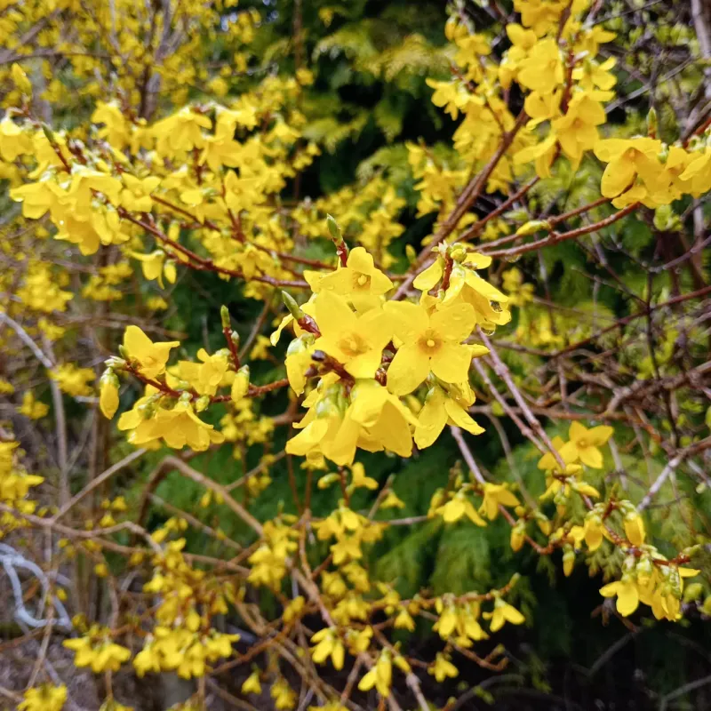 Forsythias Risk Losing Next Spring's Flowers Forsythias Risk Losing Next Spring's Flowers