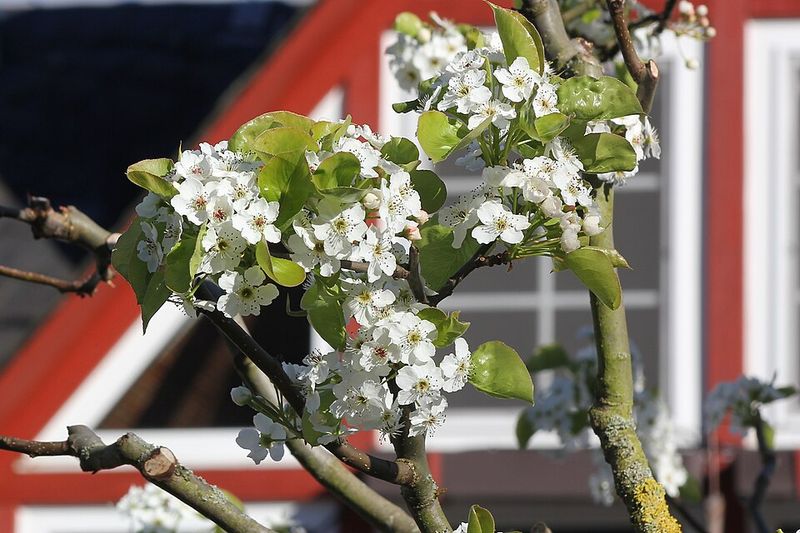 Foul-Smelling Blooms Bother Nearby Residents