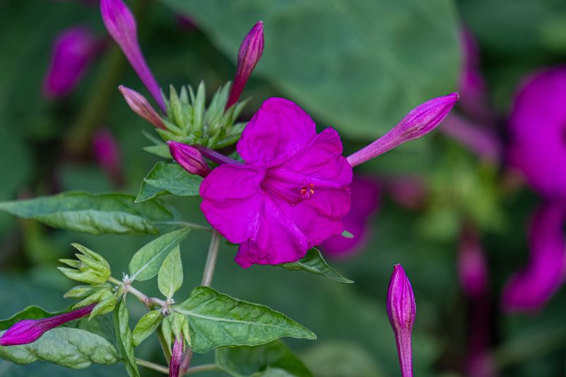 Four O'Clocks Unfurling In Early Evening Four O'Clocks Unfurling In Early Evening