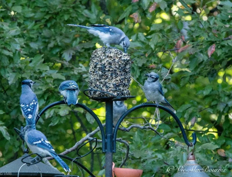 Four Places to Inspect in the Yard Four Places to Inspect in the Yard