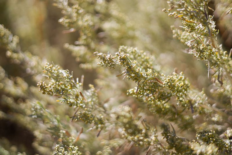 Fourwing Saltbush Fourwing Saltbush