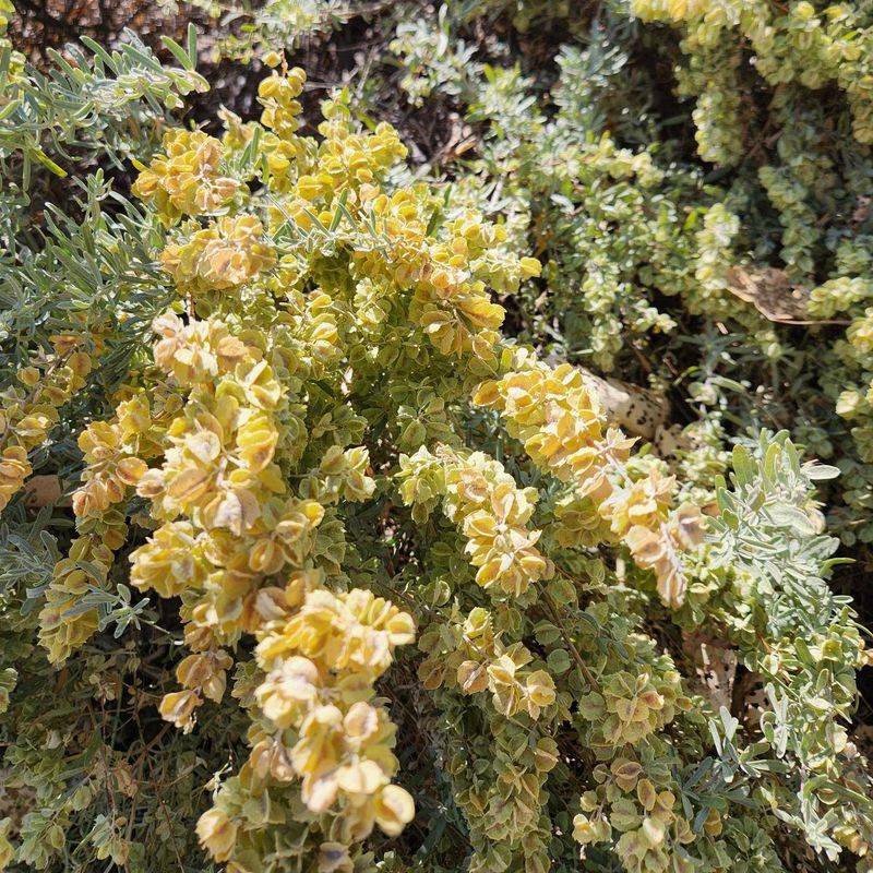 Fourwing Saltbush Fits Well Into Fall Planting Plans