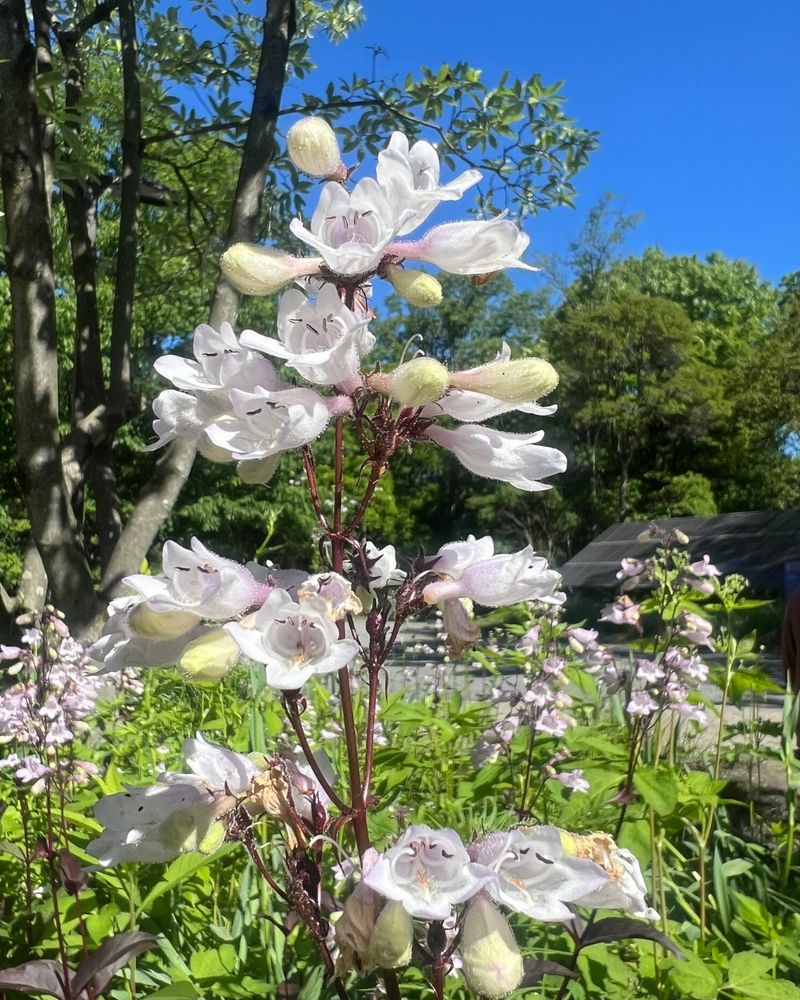 Foxglove Beardtongue Adds Height To Sunny Plantings Foxglove Beardtongue Adds Height To Sunny Plantings