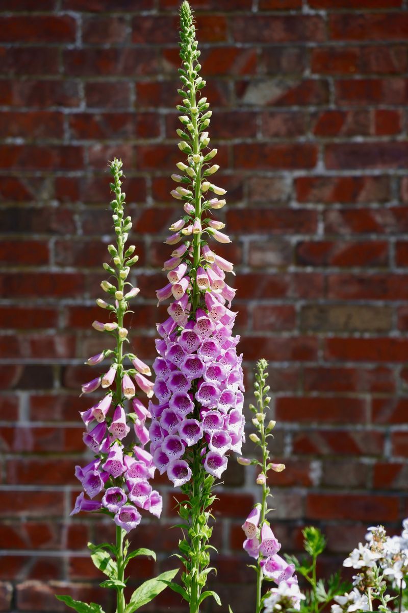 Foxglove Colonizes Beds Within Seasons Foxglove Colonizes Beds Within Seasons