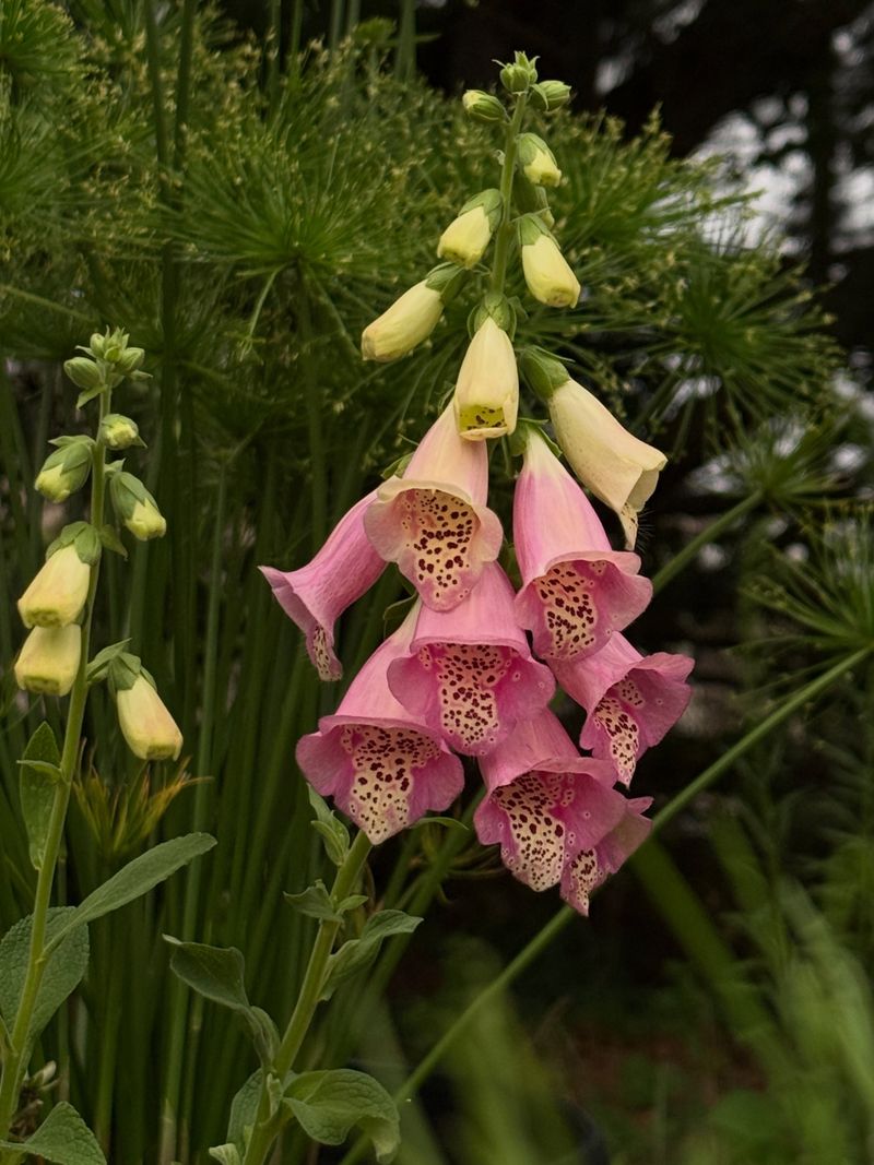 Foxglove Hides Toxic Bitter Compounds Foxglove Hides Toxic Bitter Compounds