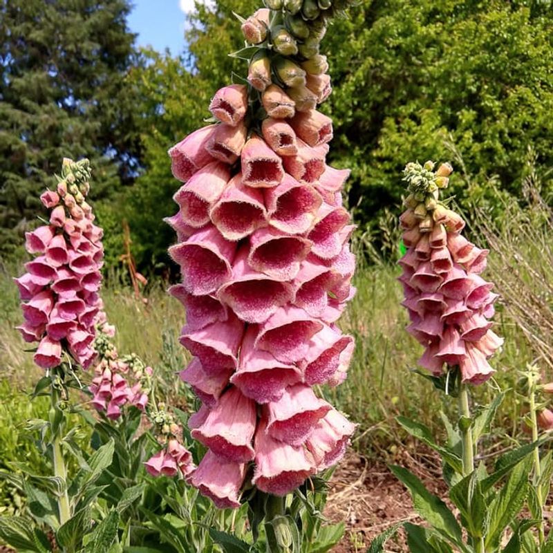 Foxglove Foxglove